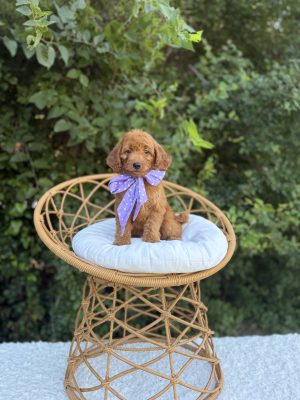 Purple Bow Girl- Mini F1