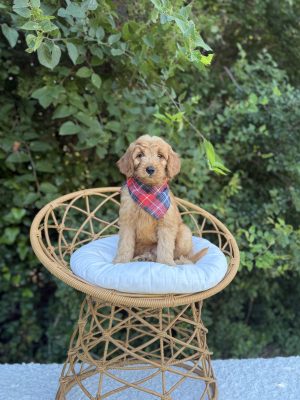 Red Plaid Boy- Mini F1