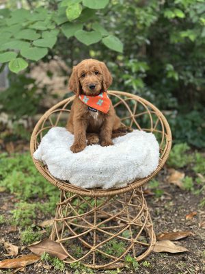 Orange Bandana Boy- Standard F1