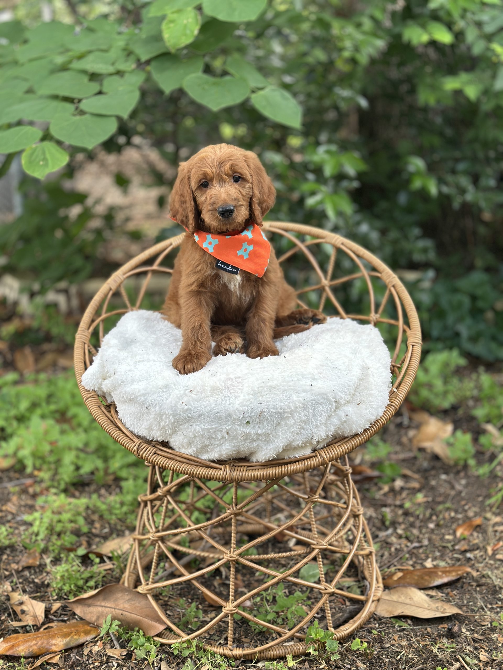 Orange Bandana Boy- Standard F1