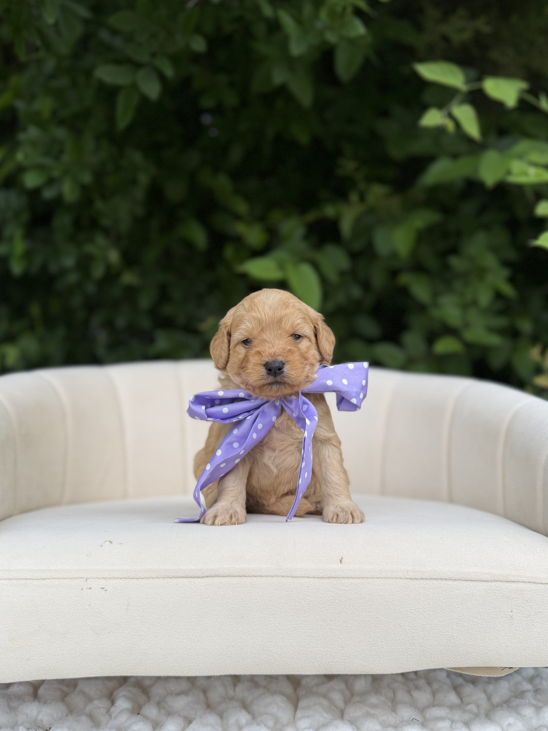 Purple Bow Girl  - Mini F1