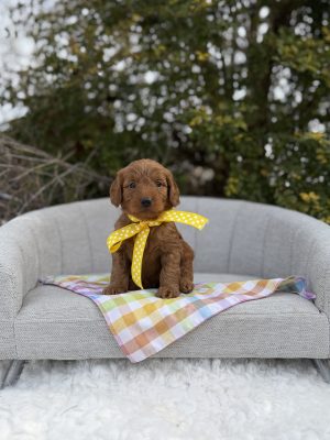 Yellow Polka Dot Girl  - Mini F1