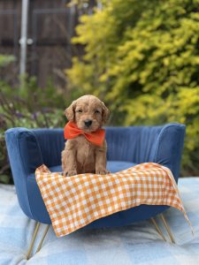 Orange Checkered Boy- Micro Mini F1B