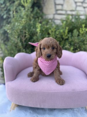 Pink Stripes Girl- English Cream Mini F1