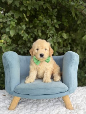 Green Bowtie Boy- Mini F1 English Cream