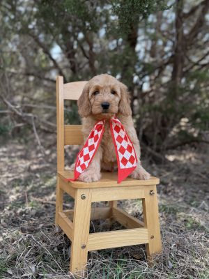 Red Diamonds Boy- Mini F1