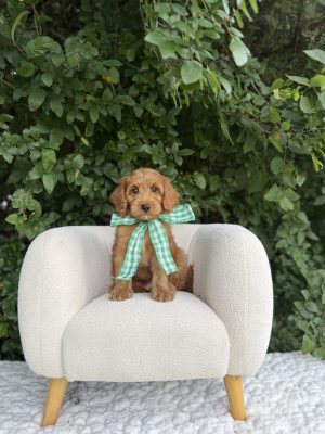 Green Bow Boy- Micro Mini F1B