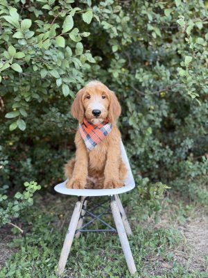 Orange Plaid Boy- Standard F1