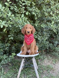 Red Bandana Boy- Medium F1