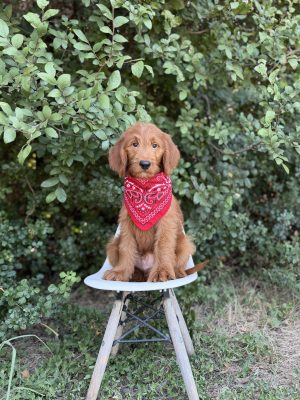 Red Bandana Boy- Medium F1