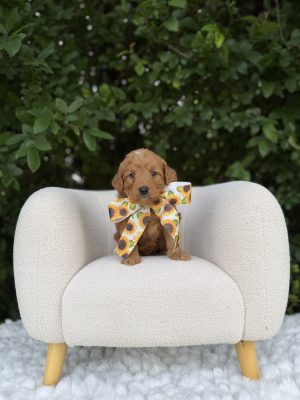 Sunflower Bow Girl  - Mini F1