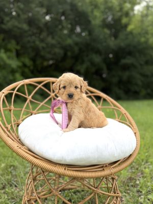 Pink Scarf Girl  - Mini F1