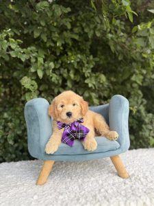 Purple Bow Girl- English Cream Mini F1
