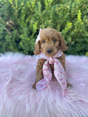 Pink Flower Scarf Girl- English Cream Mini F1