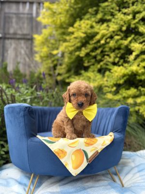 Yellow Bowtie Boy- Micro Mini F1B