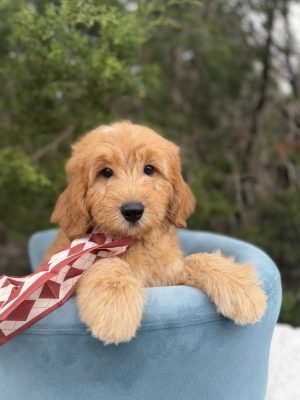 Red Diamonds Boy- Mini F1