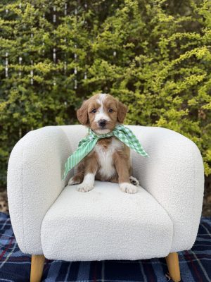 Green Checkered Boy- Medium F1