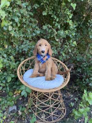 Blue Plaid Boy- Standard F1