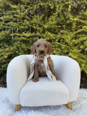Tan and Cream Scarf Girl- Medium F1