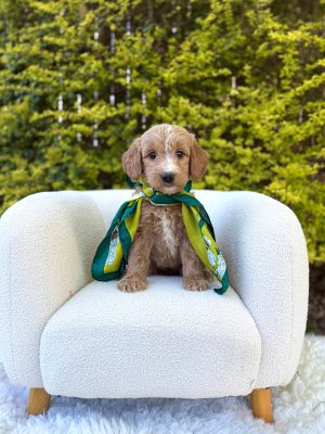 Green Scarf Girl- Medium F1