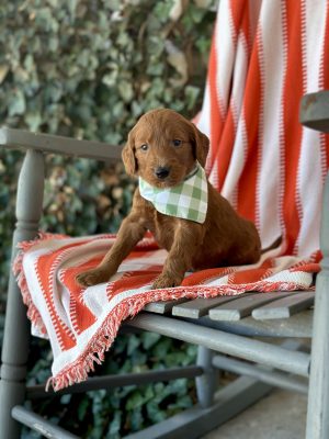 Light Green Boy- Standard F1