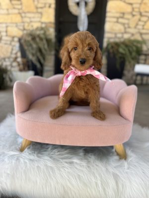 Pink Scarf Girl- English Cream Mini F1