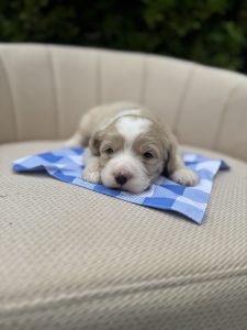 Blue Checkered Boy- Mini F1 English Cream