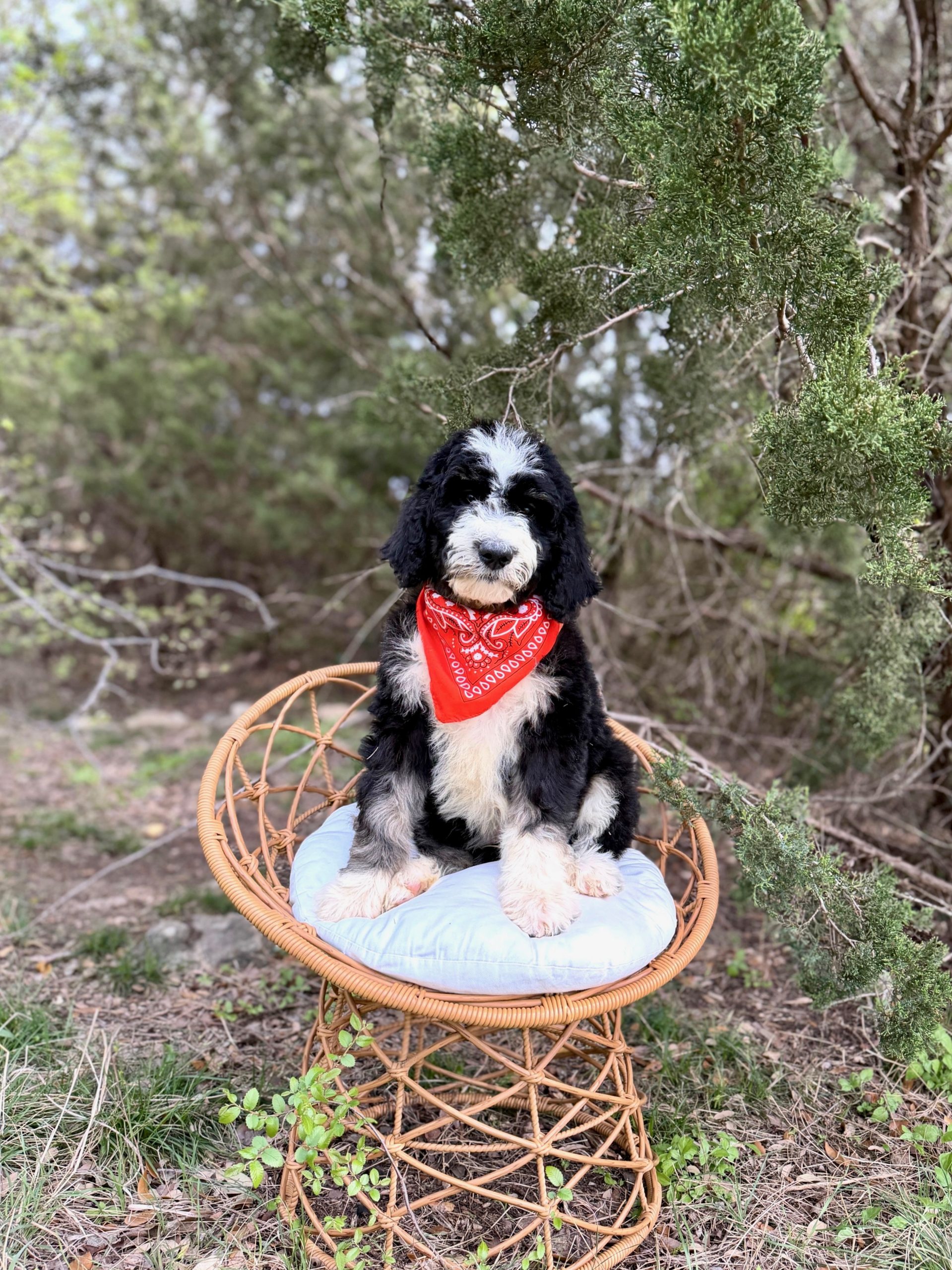 Orange Bandana Boy- Standard F1B