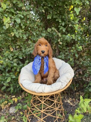 Blue Scarf Boy- Standard F1