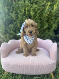 Blue Bow Girl- English Cream Mini F1