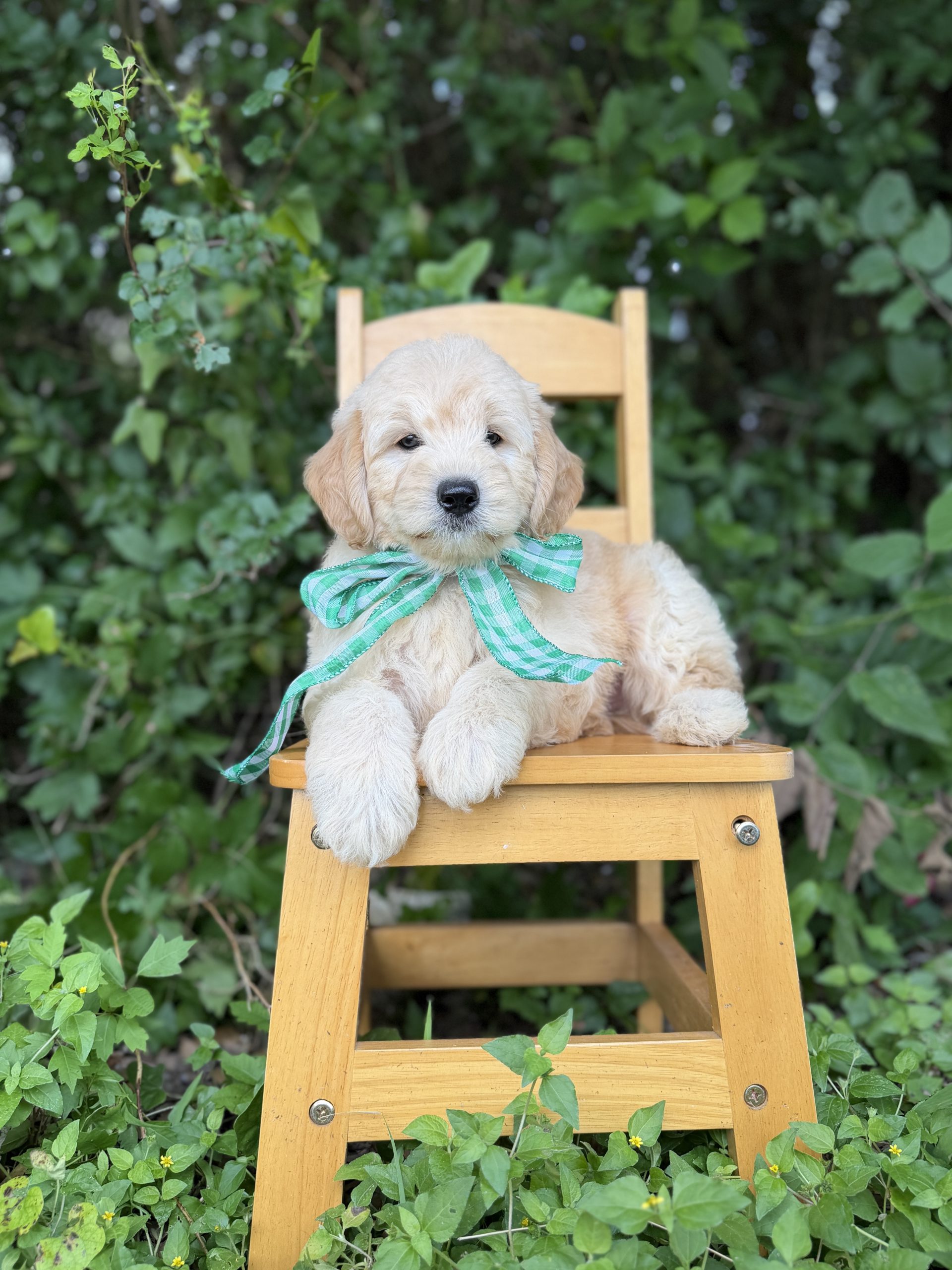 Green Bow Boy- Mini F1 English Cream