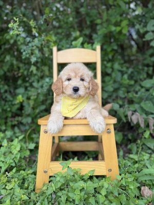 Yellow Bandana Girl- English Cream Mini F1