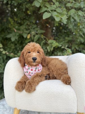 Pink Flower Girl - Mini F1