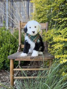 Green Sheepadoodle Boy- Standard F1