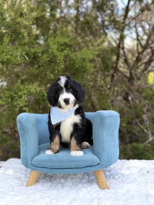Light Blue Bernedoodle Boy- Medium F1 Bernedoodle