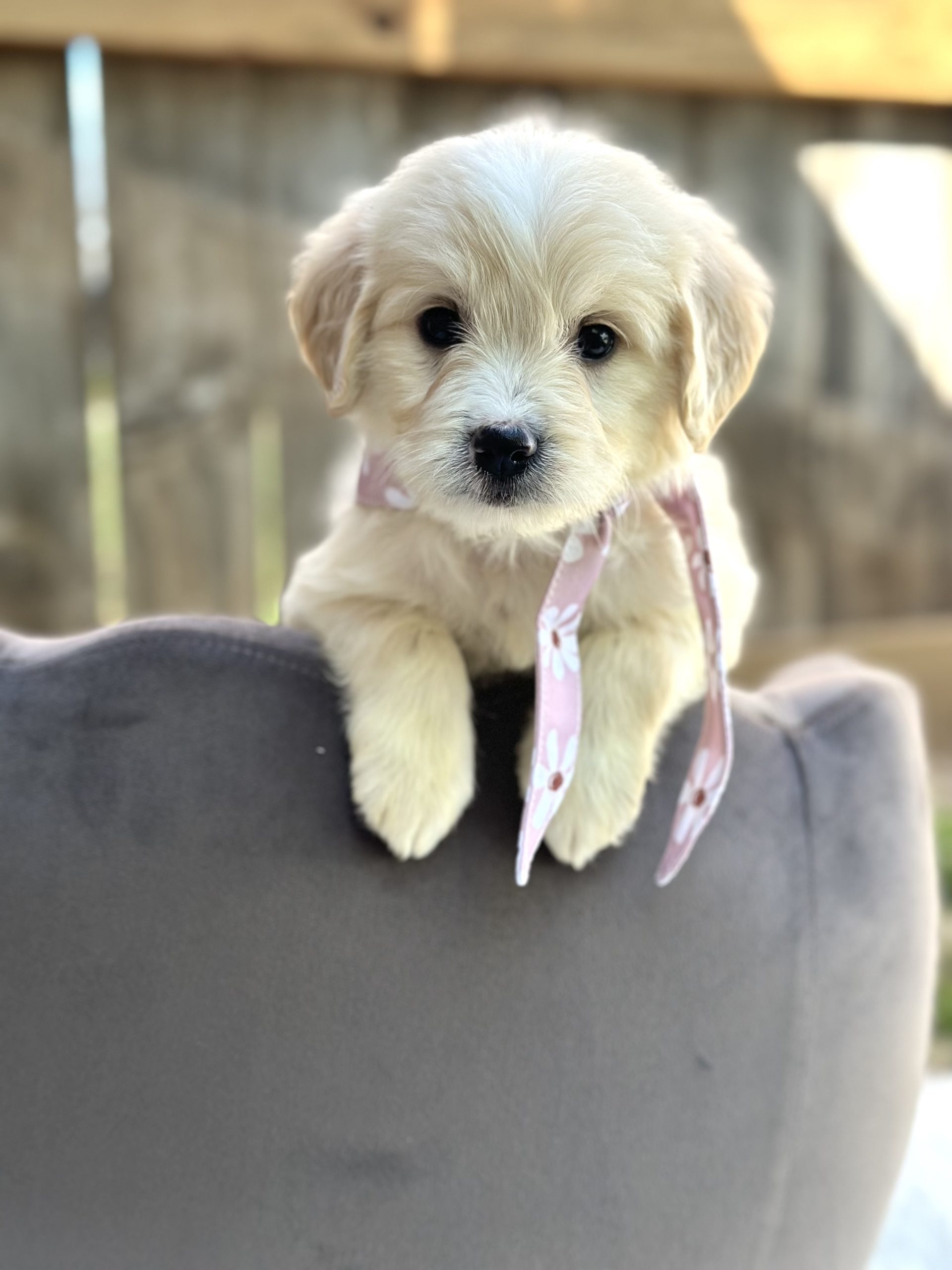 Pink Daisy Girl- English Cream Mini F1