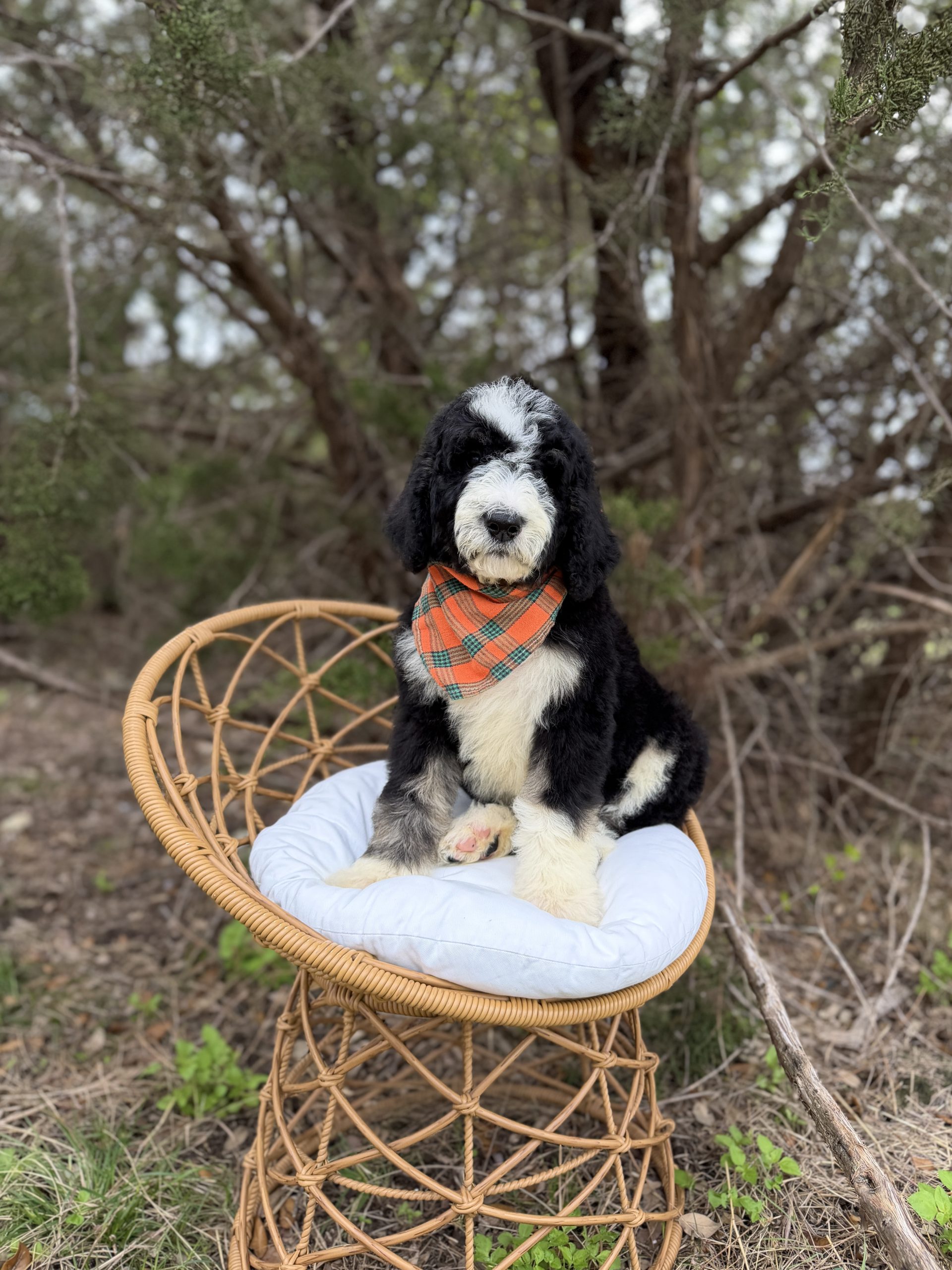 Orange & Green Plaid Boy- Standard F1b