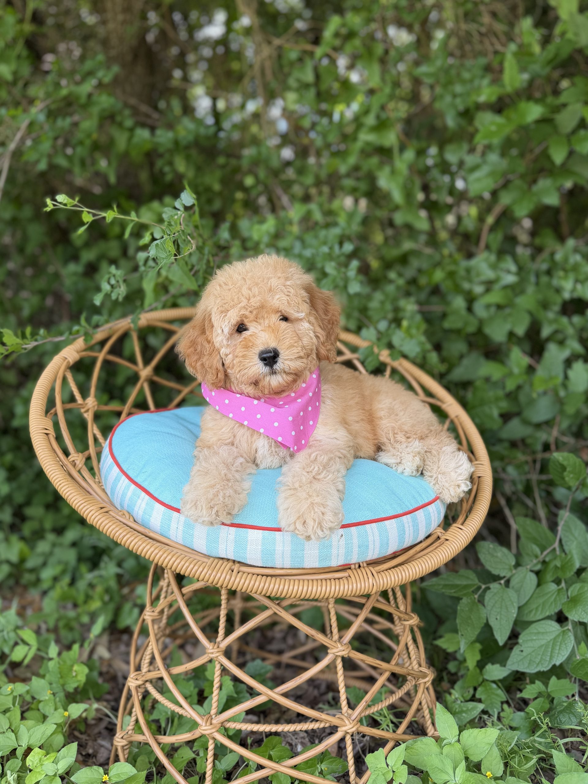 Hot Pink Bandana Girl - English Cream Medium F1B
