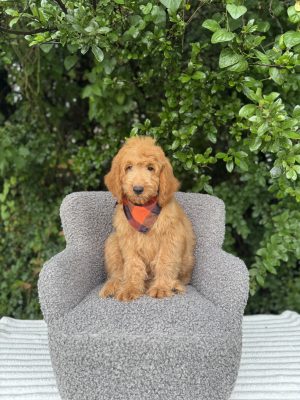 Orange Plaid Boy- Medium F1