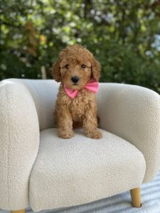 Pink Bow Girl- Mini F1B