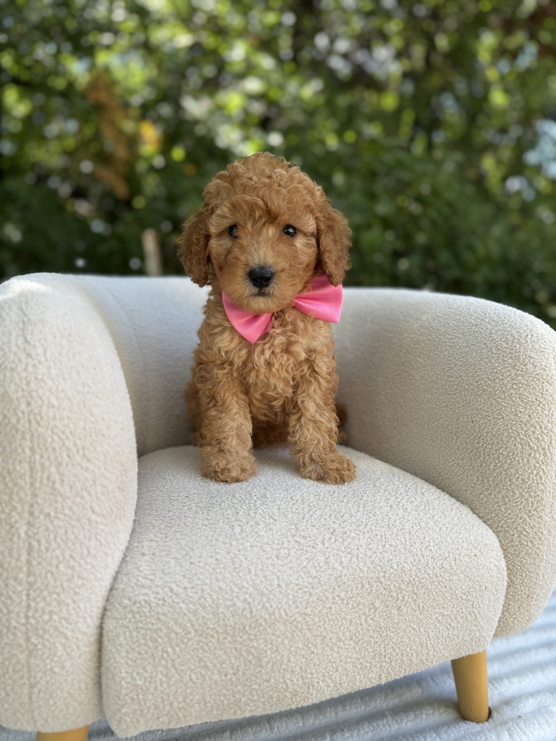 Pink Bow Girl- Mini F1B