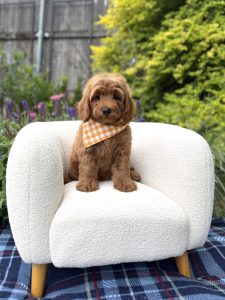 Orange Checkered Bandana- Mini F1B
