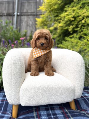 Orange Checkered Bandana- Mini F1B