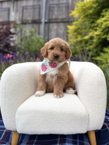 Strawberry Bandana Girl- Medium F1