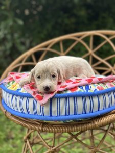 Strawberry Bandana Girl - English Cream Medium F1B