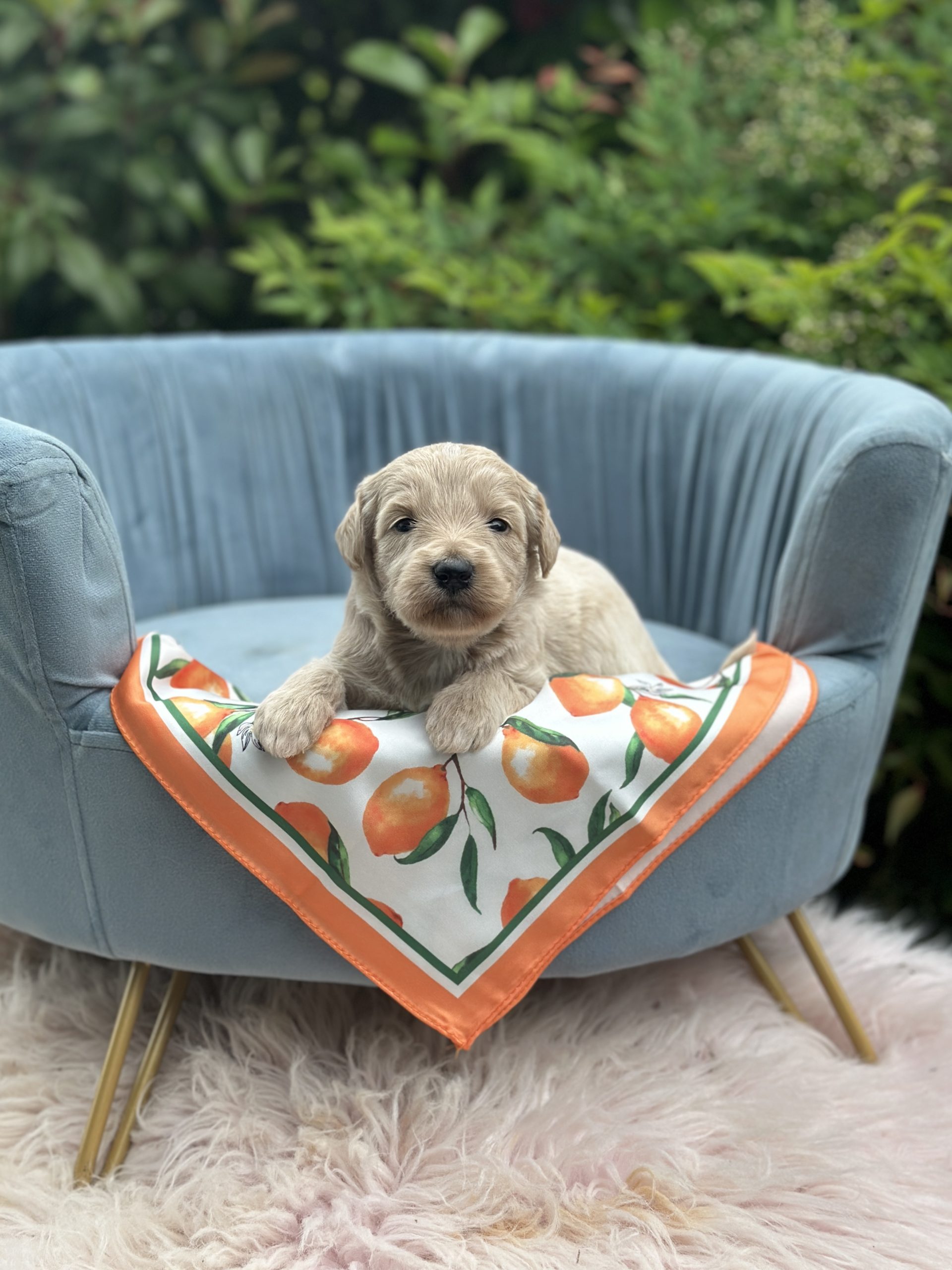 Oranges Scarf Girl - English Cream Medium F1B