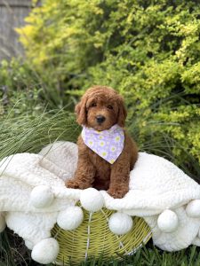 Purple Flower Bandana Girl- Mini F1B