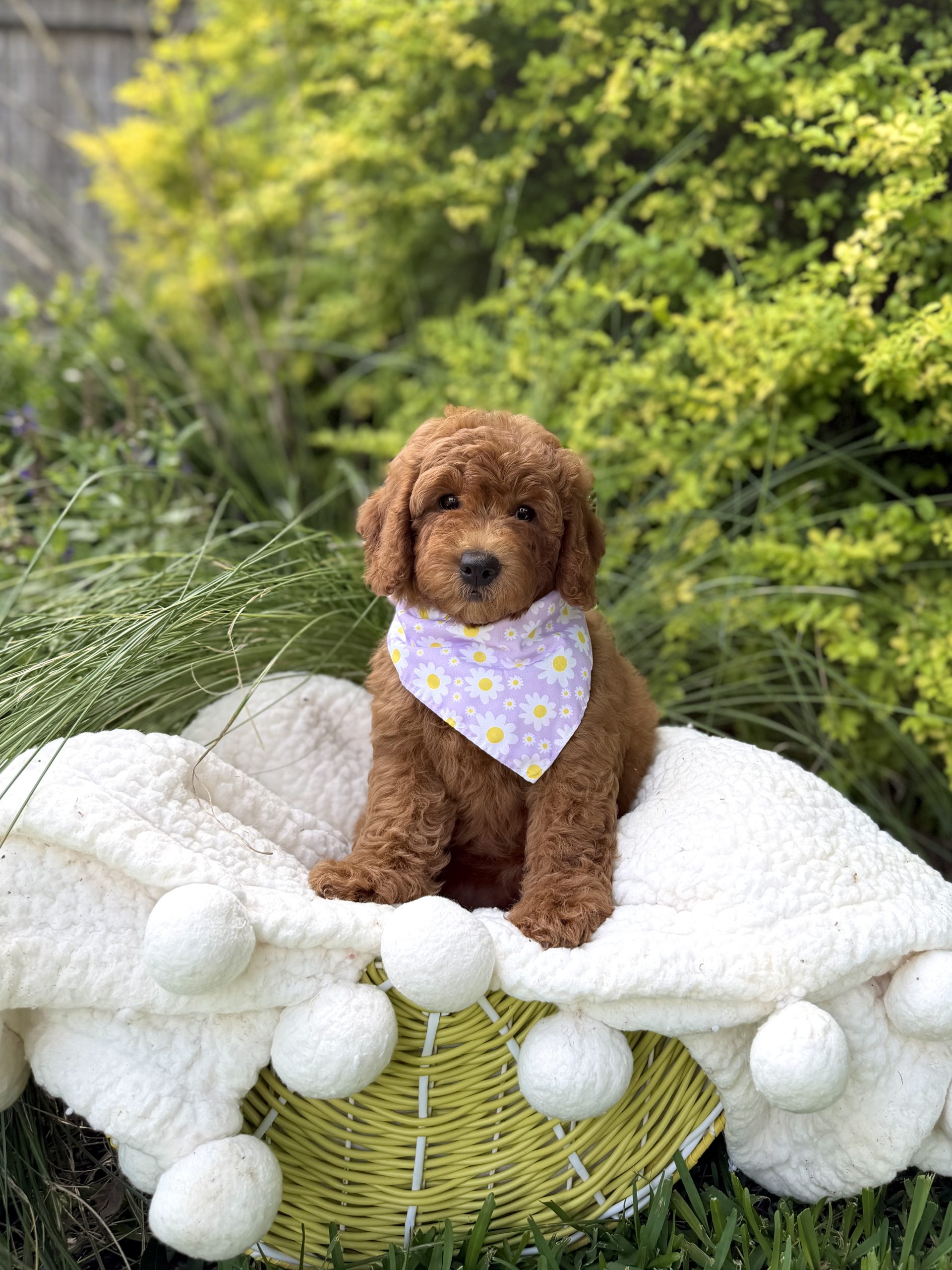 Purple Flower Bandana Girl- Mini F1B
