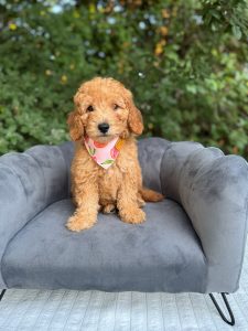 Peaches Girl- Mini F1B