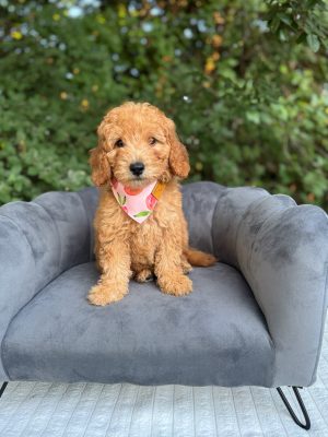 Peaches Girl- Mini F1B